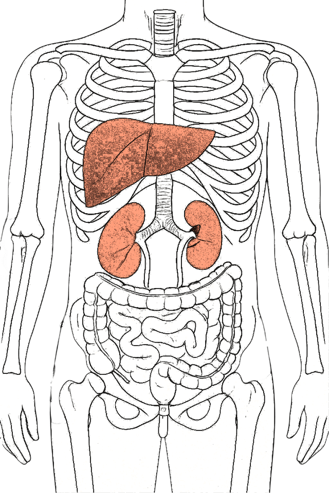 Kidney & Liver Health