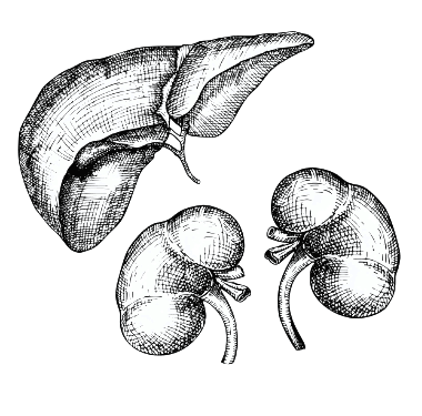 Kidney & Liver Health